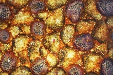 化石宝石板材 | 派高宝石板材